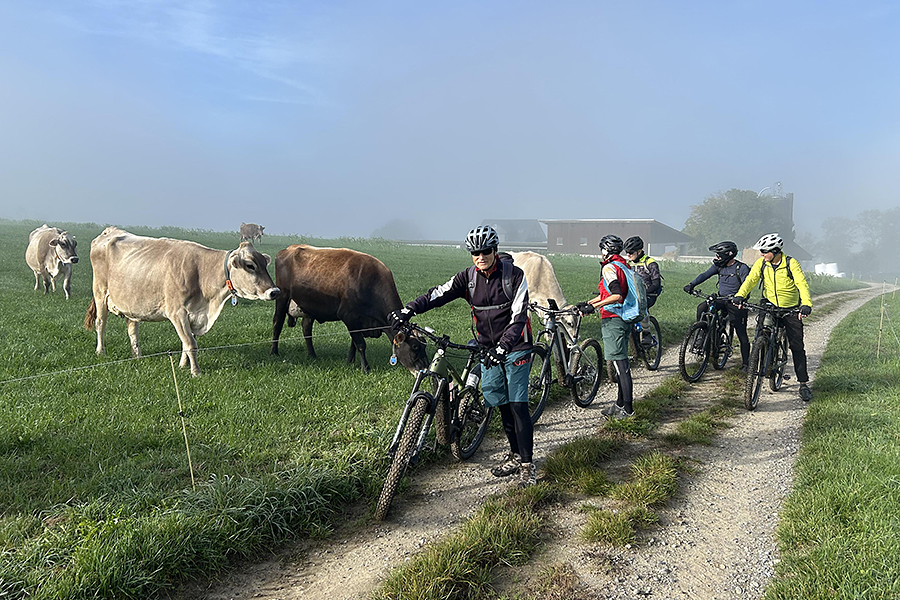 E-MTB Baldeggersee